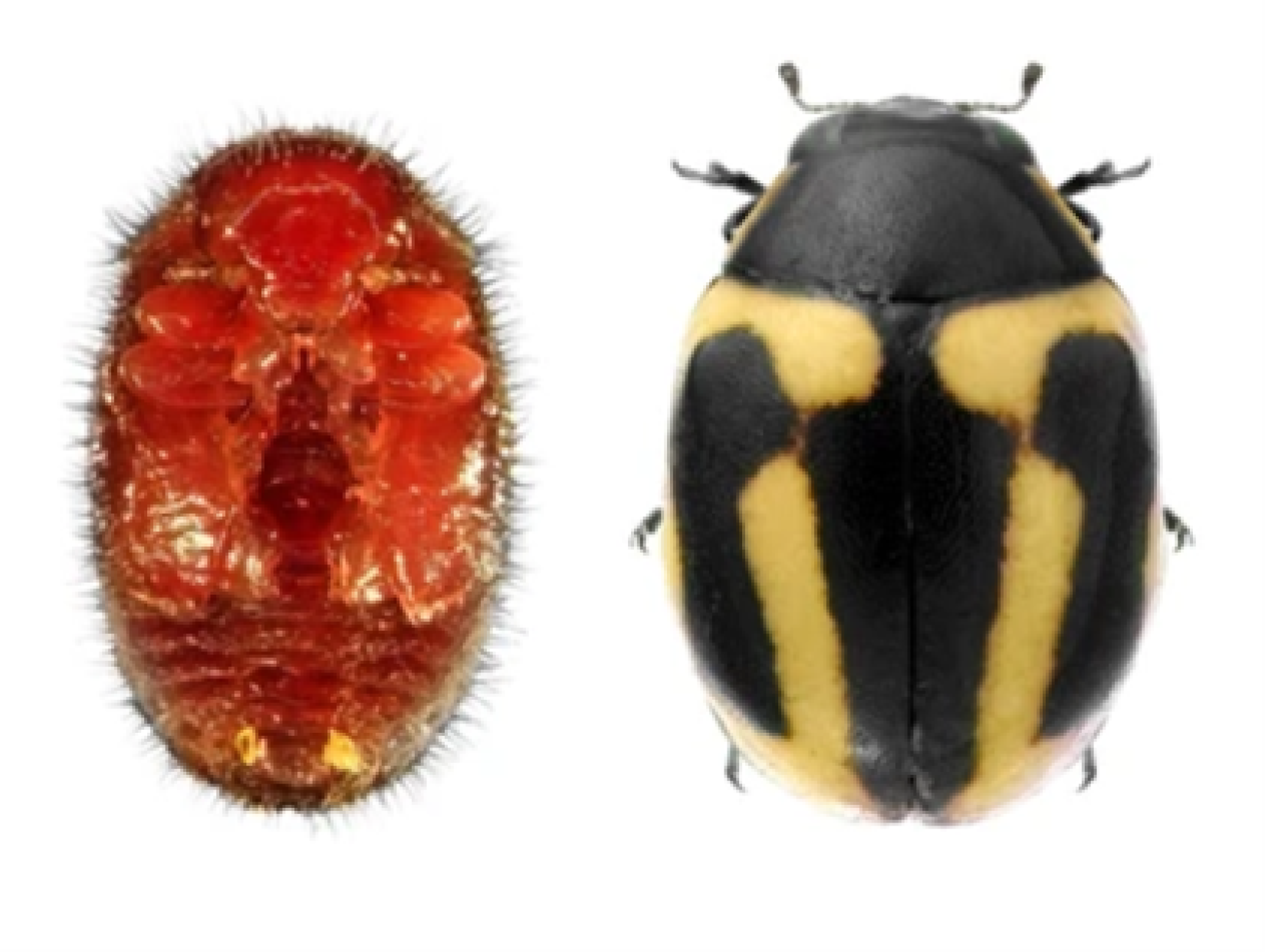 La coccinelle Hyperaspis trifurcata