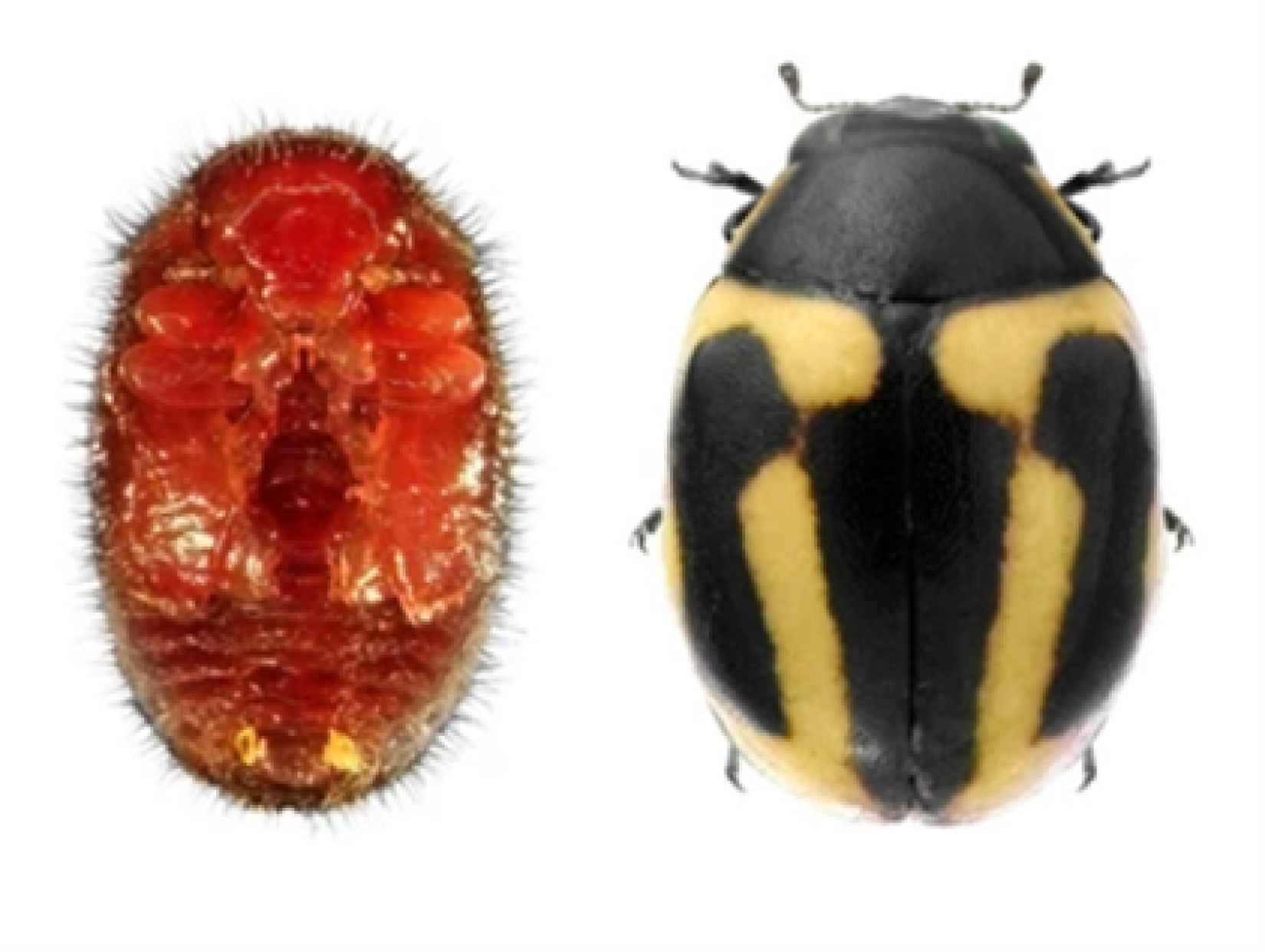 La   coccinelle Hyperaspis trifurcata