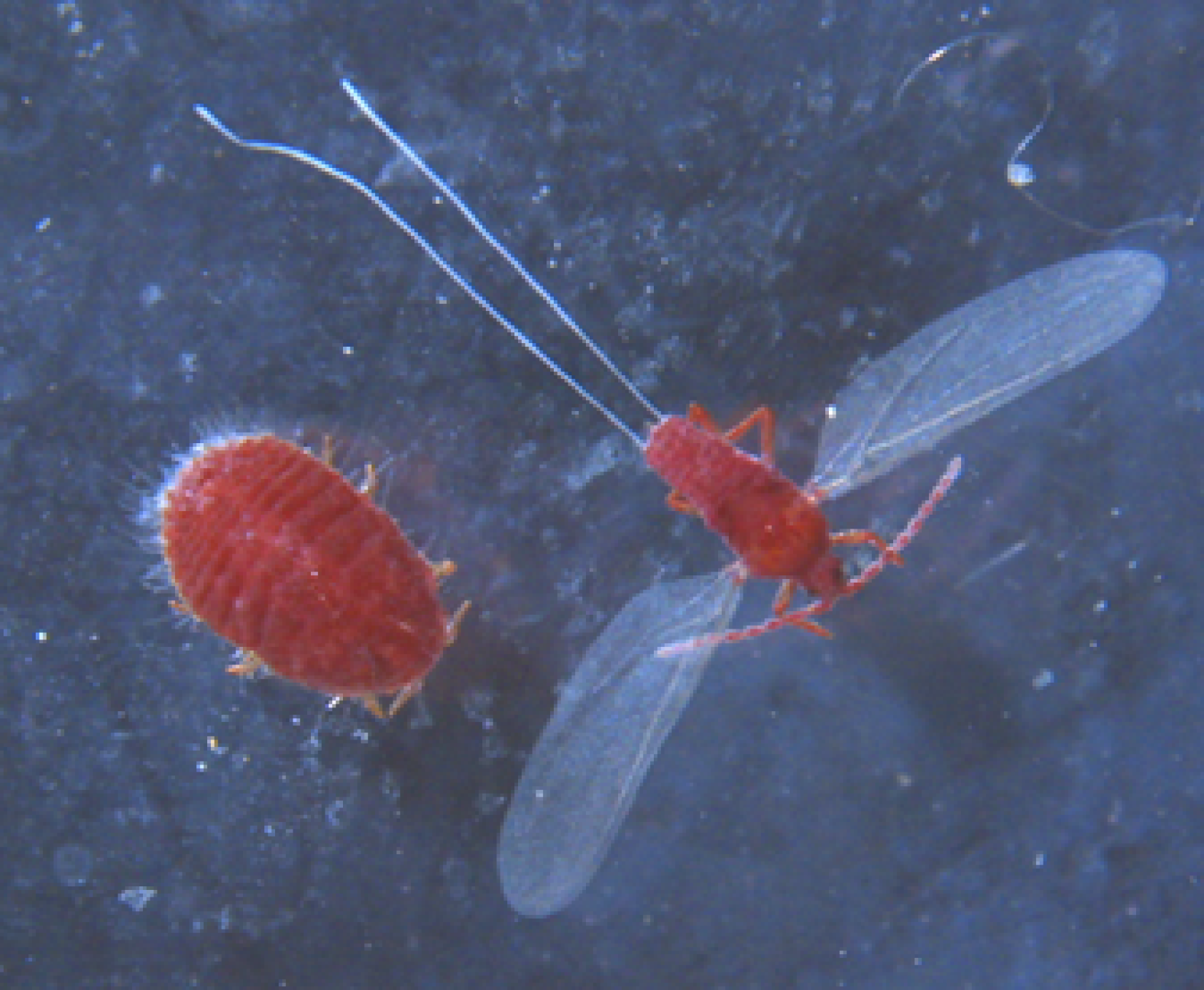 La cochenille de Cactus Dactylopius opuntiae