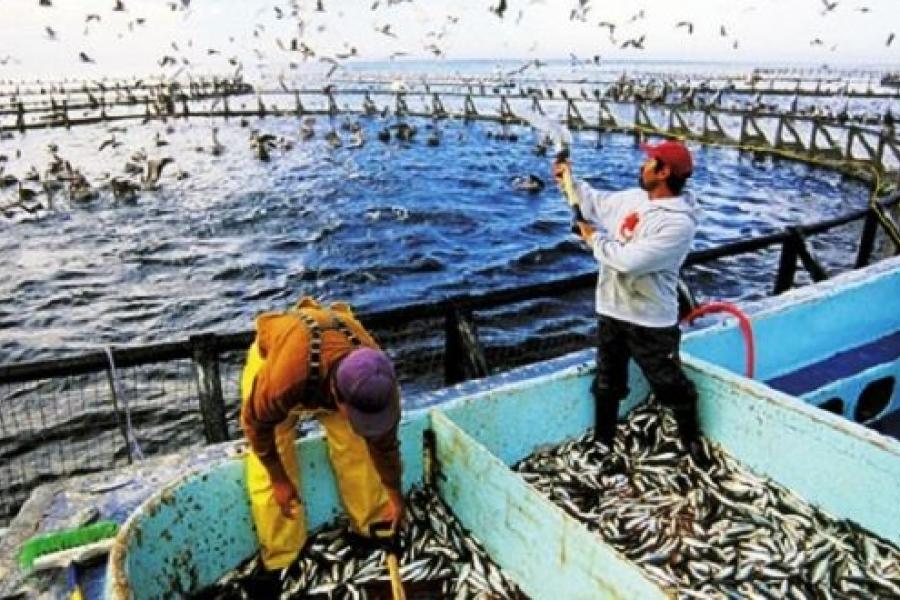 Webinaire de la FAO sur l’aquaculture continentale dans les pays du Maghreb