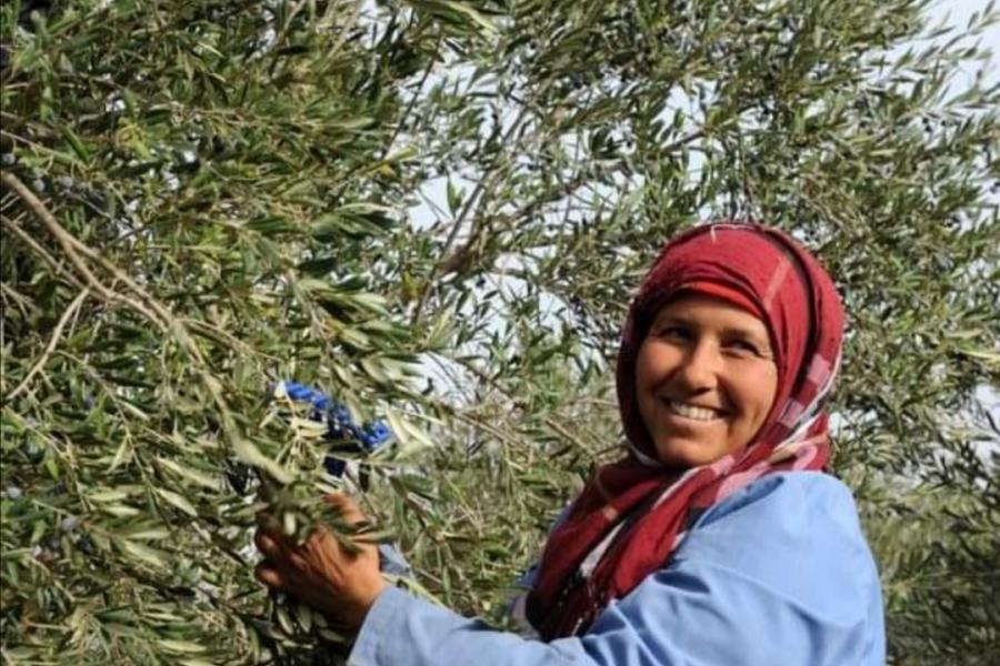 L'innovation est la clé pour améliorer la durabilité et la qualité de l'huile d'olive tunisienne