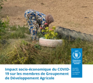L'impact du COVID-19 sur la sécurité alimentaire des membres des Groupements de Développement Agricole en Tunisie
